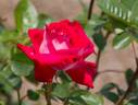 Caramba ® rose photo
