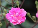 China Doll rose photo