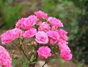 China Doll rose photo