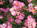 Pink Spray ® rose photo