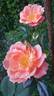 Bridge of Sighs rose photo