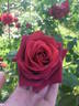 Ena Harkness, Cl. rose photo