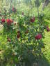 Ena Harkness, Cl. rose photo