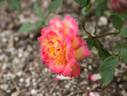 Sassy Lassy rose photo