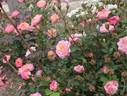 Sassy Lassy rose photo