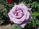 Nil Bleu ® rose photo