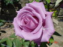 Nil Bleu ® rose photo