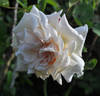Mrs. Campbell Hall rose photo