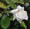 Mrs. Campbell Hall rose photo