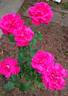 Forgotten Dreams rose photo