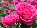 Baron Palm rose photo