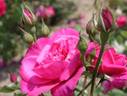 Baron Palm rose photo