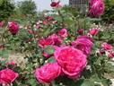 Baron Palm rose photo