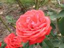 Su-Spantu rose photo