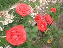 Su-Spantu rose photo