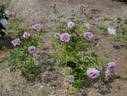 Sweet Moon rose photo