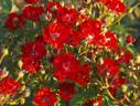 Coronation rose photo