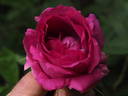 Bardou Job - in commerce rose photo
