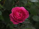 Leopold Ritter rose photo