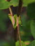 Quatre Saisons Blanc Mousseux rose photo