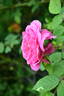 Asta von Parpart rose photo