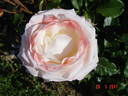 Rosa Mystica rose photo