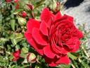Grand Award rose photo