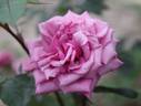 Albania rose photo