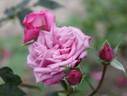 Albania rose photo