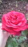 À Bouquet parfait rose photo