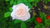 À Bouquet parfait rose photo