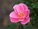 Monticello Cover rose photo