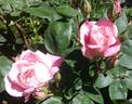 Bubble Double rose photo