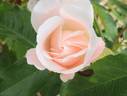Bordurella® rose photo
