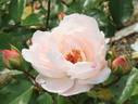Bordurella® rose photo