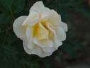 Belle Champenoise rose photo