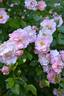 Pink Skyliner rose photo
