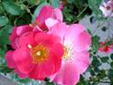 Pretty Girl rose photo