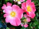 Pretty Girl rose photo