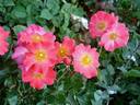 Pretty Girl rose photo
