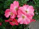Pretty Girl rose photo