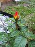 Evening Sun rose photo