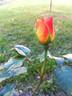 Evening Sun rose photo