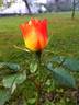 Evening Sun rose photo