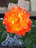 Evening Sun rose photo