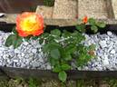 Evening Sun rose photo