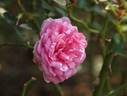 Antique Rose ™ rose photo