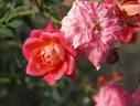 Anita Charles ™ rose photo