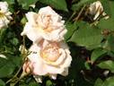 Admiration rose photo