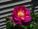 Outta The Blue ™ rose photo